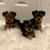 Photo №1. yorkshire terrier - for sale in the city of Sint-Truiden | Is free | Announcement № 118043