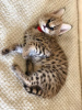 Photo №3. Caracal and Serval kittens available. Germany