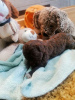 Photo №4. I will sell lagotto romagnolo in the city of Kragujevac.  - price - negotiated