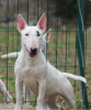 Photo №1. bull terrier - for sale in the city of Belgrade | 317$ | Announcement № 119655