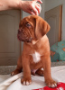 Additional photos: Dogue de Bordeaux