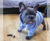 Photo №2 to announcement № 108817 for the sale of french bulldog - buy in Finland 