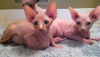 Photo №1. sphynx cat - for sale in the city of Helsinki | 317$ | Announcement № 96934