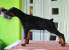 Photo №2 to announcement № 66322 for the sale of dobermann - buy in Serbia breeder