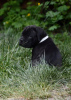 Additional photos: cane corso puppies
