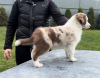 Additional photos: Miniature American Shepherd (MAS) puppies