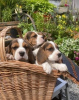 Photo №3. Pedigree Beagle puppies. United Kingdom