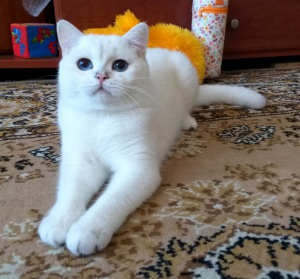 Photo №1. british shorthair - for sale in the city of Zhashkov | 250$ | Announcement № 773