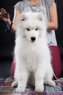 Additional photos: Samoyed. Show boy