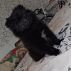 Photo №4. I will sell pomeranian in the city of Warsaw. private announcement - price - 700$