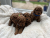 Photo №1. poodle (toy) - for sale in the city of Франкфурт-на-Майне | 370$ | Announcement № 103507