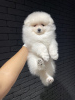 Photo №2 to announcement № 76445 for the sale of pomeranian - buy in Germany breeder