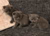 Photo №1. british shorthair - for sale in the city of Амстердам | 317$ | Announcement № 96885