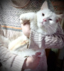 Photo №3. Snow-white cat February is looking for a home!. Russian Federation