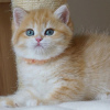 Photo №1. british shorthair - for sale in the city of Bamberg | Is free | Announcement № 116130