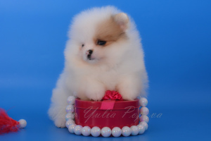 Photo №2 to announcement № 4608 for the sale of german spitz, pomeranian - buy in Russian Federation breeder