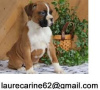 Photo №1. boxer - for sale in the city of Kassel | 370$ | Announcement № 103857