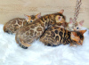 Photo №2 to announcement № 17898 for the sale of bengal cat - buy in Russian Federation private announcement