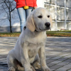 Photo №2 to announcement № 84074 for the sale of labrador retriever - buy in Ukraine breeder