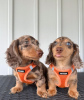 Photo №1. dachshund - for sale in the city of Houston | 1200$ | Announcement № 98327