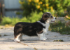 Additional photos: Welsh Corgi Pembroke puppies