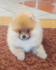 Photo №3. Beautiful Pomeranian puppies. Serbia