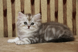 Photo №2 to announcement № 4207 for the sale of british longhair - buy in Russian Federation from nursery, breeder