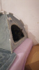 Photo №4. I will sell  in the city of Москва. private announcement, from the shelter - price - Is free