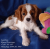 Photo №1. cavalier king charles spaniel - for sale in the city of St. Petersburg | negotiated | Announcement № 11578