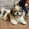 Photo №2 to announcement № 93495 for the sale of shih tzu - buy in United States 