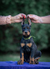 Photo №1. dobermann - for sale in the city of Belgrade | negotiated | Announcement № 119678