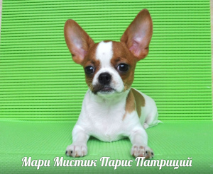 Photo №2 to announcement № 1387 for the sale of chihuahua - buy in Russian Federation from nursery