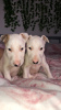Photo №3. Ready to leave beautiful bull terriers. United States