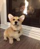 Photo №2 to announcement № 119603 for the sale of welsh corgi - buy in United States private announcement, from nursery, from the shelter, breeder