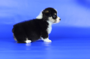 Photo №2 to announcement № 5594 for the sale of welsh corgi - buy in Ukraine from nursery