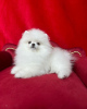 Additional photos: Pomeranian puppies