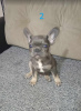 Additional photos: French bulldog puppies