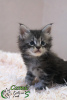 Photo №1. maine coon - for sale in the city of St. Petersburg | 810$ | Announcement № 15811