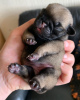 Photo №1. pug - for sale in the city of Чериков | 226$ | Announcement № 99362