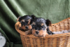Photo №2 to announcement № 103532 for the sale of yorkshire terrier - buy in Germany private announcement