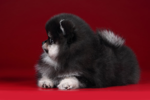 Photo №2 to announcement № 6208 for the sale of pomeranian - buy in Russian Federation from nursery
