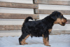 Photo №3. Welsh terrier puppies. Serbia