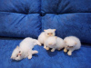 Photo №1. persian cat - for sale in the city of Dnipro | 92$ | Announcement № 11804