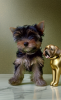 Additional photos: Yorkshire Terrier