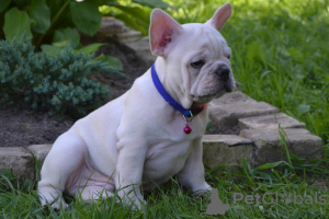 Photo №4. I will sell french bulldog in the city of Mogilyov. private announcement - price - negotiated