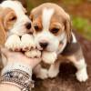 Photo №3. Two beautiful beagle puppies for sale. Germany