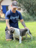 Additional photos: American bully with pocket on sale