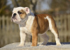 Photo №1. english bulldog - for sale in the city of Tallinn | 1796$ | Announcement № 40029