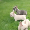 Photo №1. french bulldog - for sale in the city of Senta | negotiated | Announcement № 98304