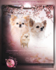 Photo №1. chihuahua - for sale in the city of Torun | 1796$ | Announcement № 97139